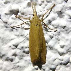 Schoenobius gigantella