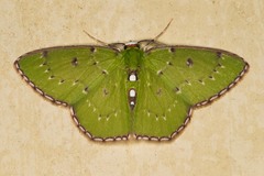 Lissochlora