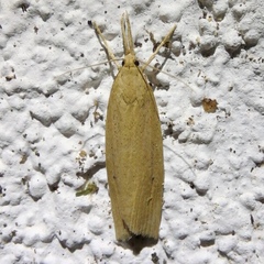 Schoenobius gigantella