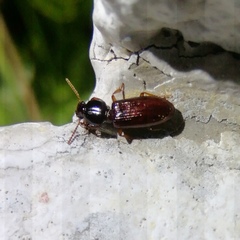 Clivina