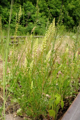 Reseda lutea iNat (2)