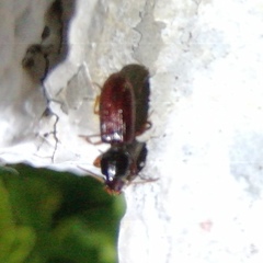 Clivina