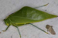 Acropsis tectiformis