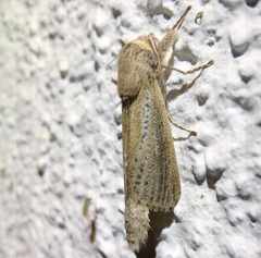 Phragmataecia castaneae