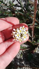 Manulea corymbosa