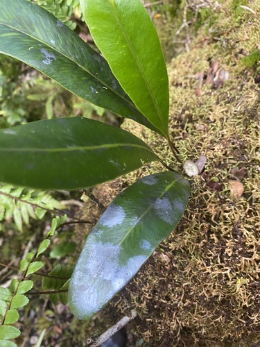 Elaphoglossum crassifolium observed 2024-09-10