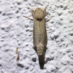 Phragmataecia castaneae