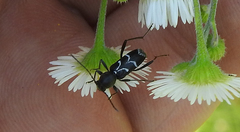 Chlorophorus sartor
