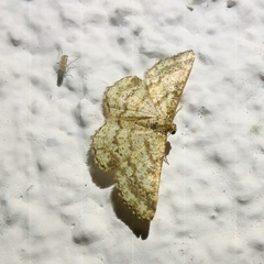 Heliomata glarearia