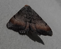 Macaria adonis