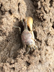 Leptuca leptodactyla