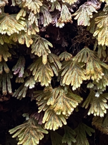 Hymenophyllum obtusum observed 2024-09-10