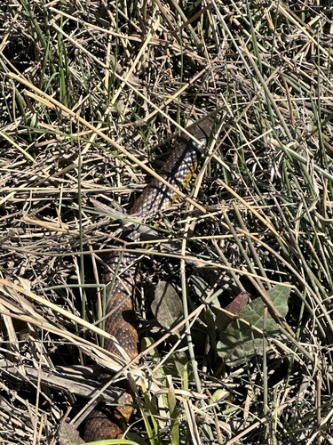 Tiger Snake sighting