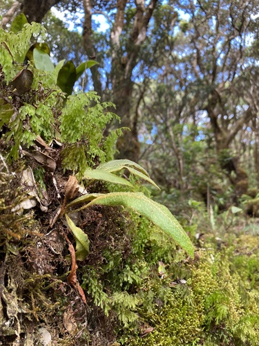 Elaphoglossum paleaceum observed 2024-09-10