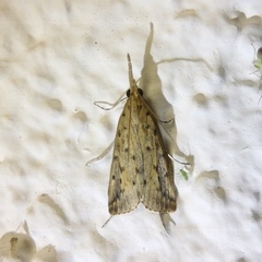Schoenobius gigantella