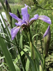 Iris virginica