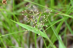 Dichanthelium villosissimum