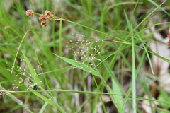 Dichanthelium villosissimum