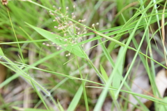 Dichanthelium villosissimum