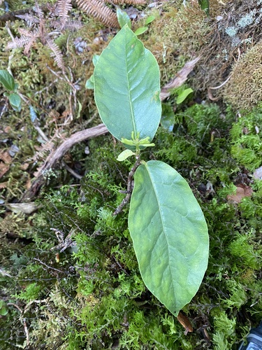 Wikstroemia oahuensis observed 2024-09-12