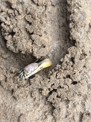 Leptuca leptodactyla