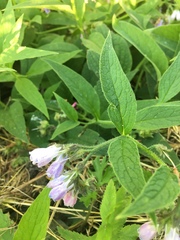 Symphytum × uplandicum