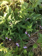 Symphytum × uplandicum