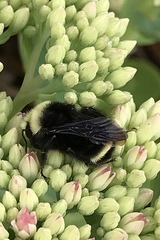 Bombus