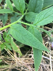 Symphytum × uplandicum