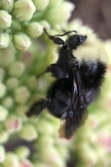 Bombus