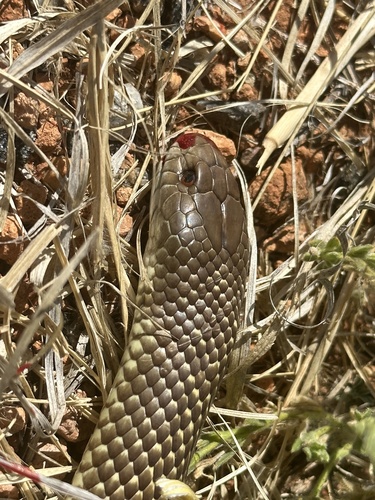 Mulga Snake sighting