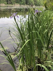 Iris virginica
