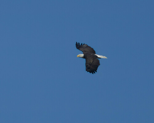 Bald Eagle photographed in South Dakota