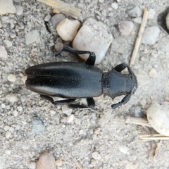 Dorcadion aethiops