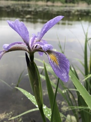 Iris virginica