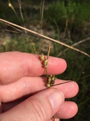 Carex tenax