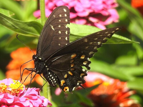 Black Swallowtail