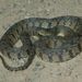 Diamondback Watersnake - Photo (c) Kory Roberts, some rights reserved (CC BY-NC), uploaded by Kory Roberts