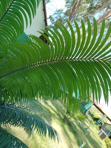 Image of Cycas revoluta by (c) Gabriel M. Rolim, some rights reserved (CC BY)