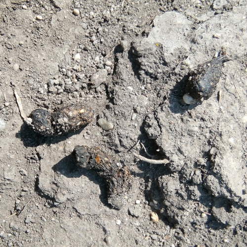 European Ground Squirrel, photo 10 of 10