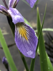 Iris virginica