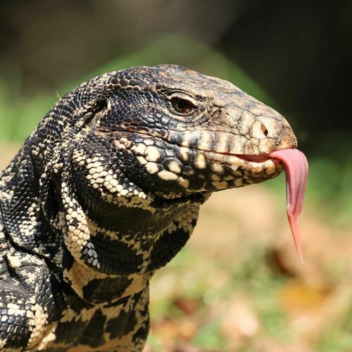 Argentine Black-and-white Tegu, photo 10 of 10