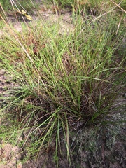Carex tenax