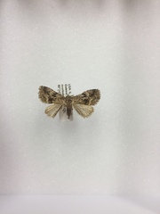 Protodeltote muscosula