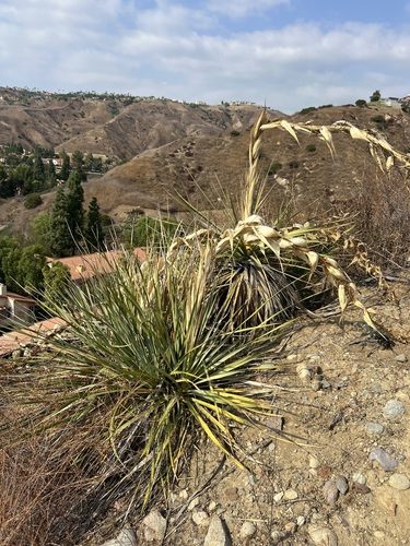 Nolina cismontana