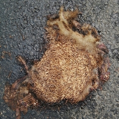 Erinaceus roumanicus