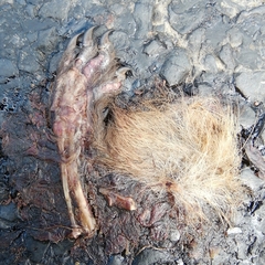 Erinaceus roumanicus