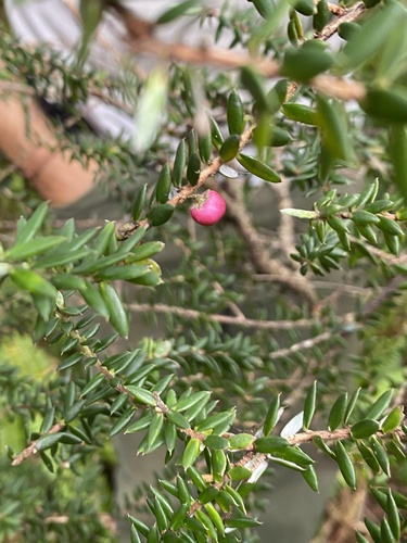Leptecophylla tameiameiae observed 2024-09-10