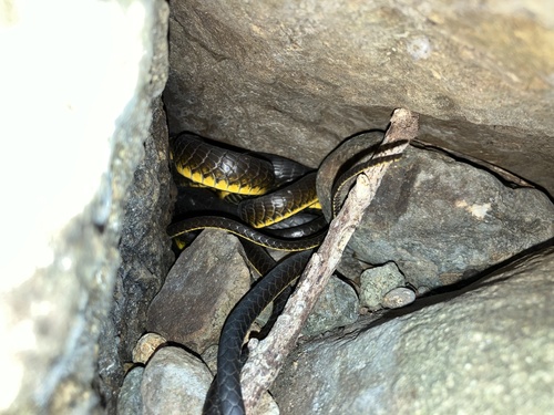 Common Tree Snake sighting