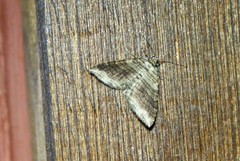 Anticlea multiferata